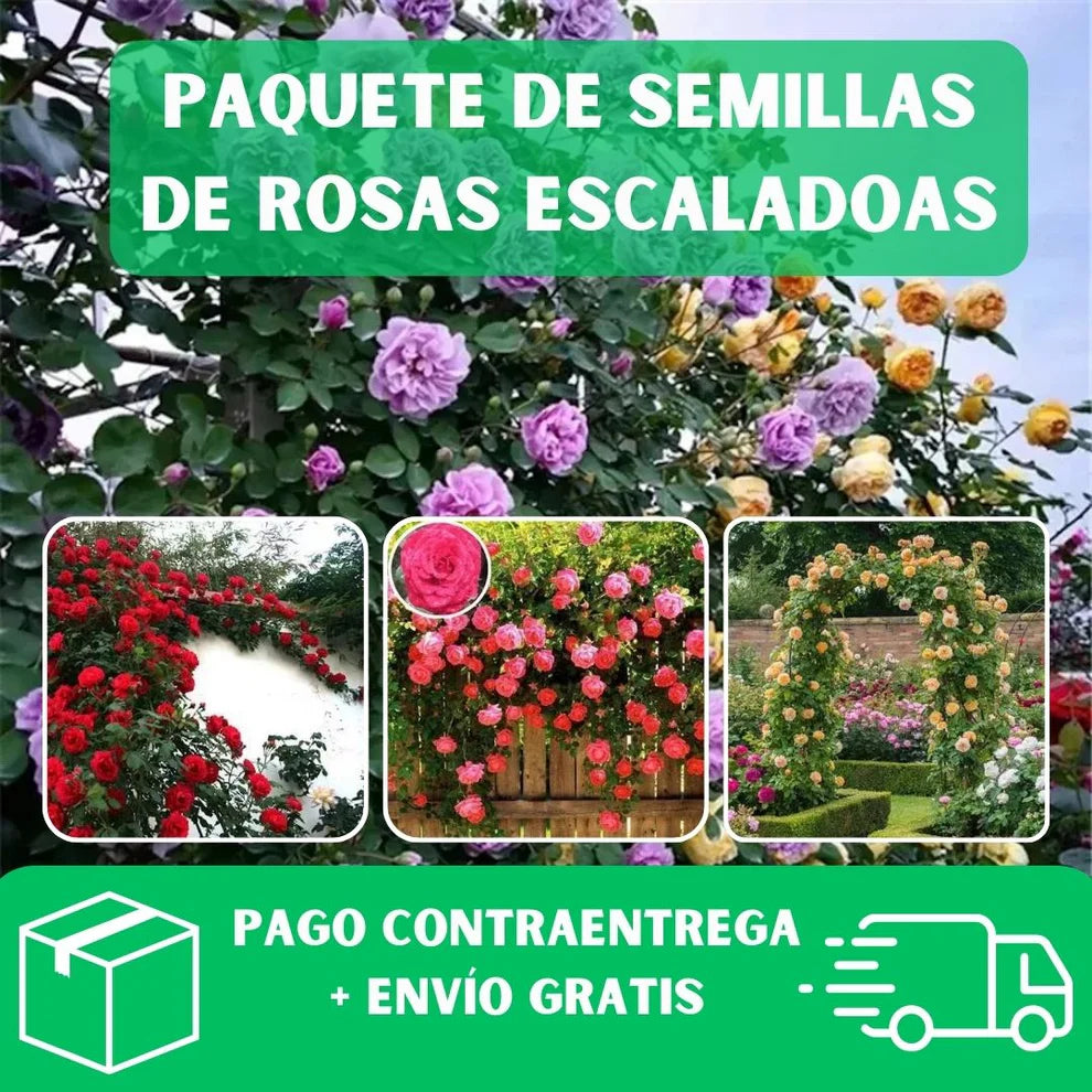200 SEMILLAS DE ROSAS AROMÁTICAS TREPADORAS + GUIA PASO A PASO PARA CULTIVAR