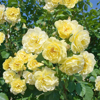 200 SEMILLAS DE ROSAS AROMÁTICAS TREPADORAS + GUIA PASO A PASO PARA CULTIVAR