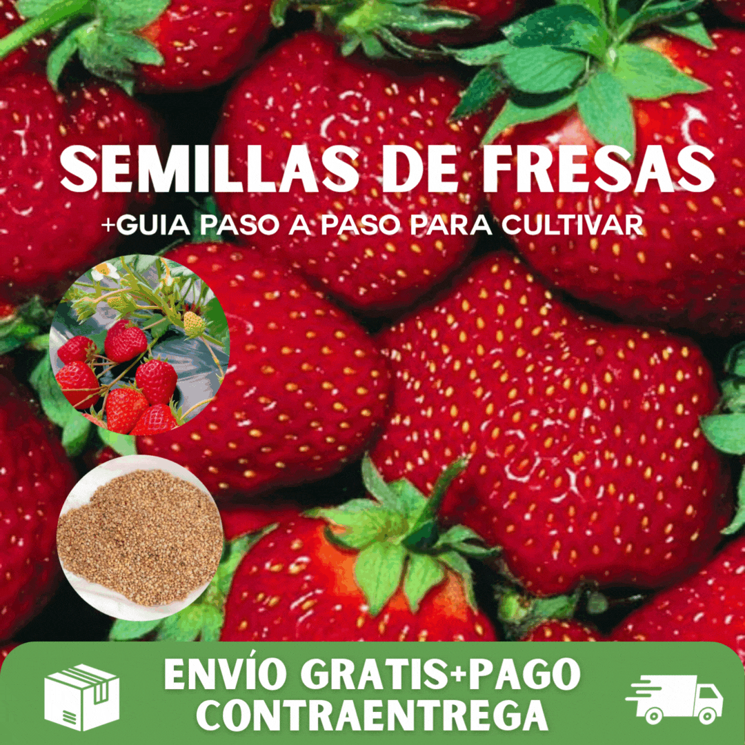 200 SEMILLAS DE FRESAS GIGANTES + GUIA PASO A PASO PARA CULTIVAR