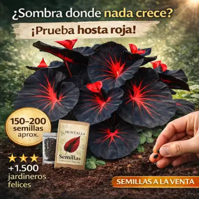 HOSTALIA®: La Hosta ideal para sombra