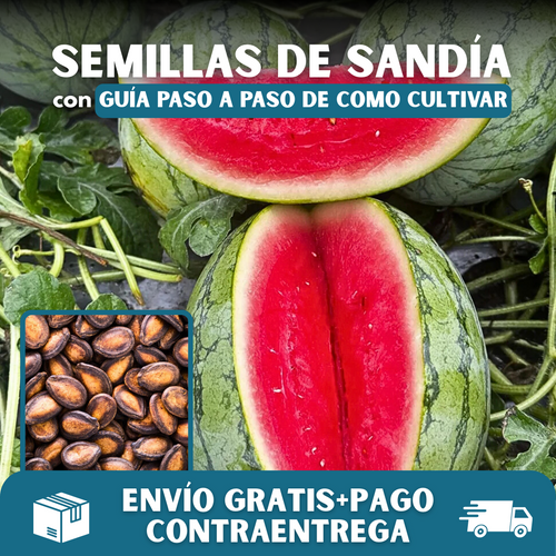 🍉 PACK X 200 SEMILLAS DE SANDIA🌱 + GUIA DEL PASO A PASO PARA CULTIVARLAS 📖