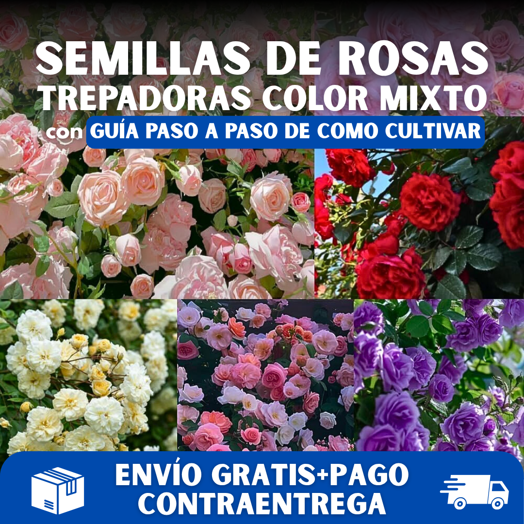 200 SEMILLAS DE ROSAS AROMÁTICAS TREPADORAS + GUIA PASO A PASO PARA CULTIVAR