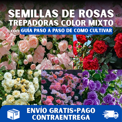 200 SEMILLAS DE ROSAS AROMÁTICAS TREPADORAS + GUIA PASO A PASO PARA CULTIVAR