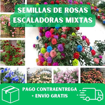 200 SEMILLAS DE ROSAS AROMÁTICAS TREPADORAS + GUIA PASO A PASO PARA CULTIVAR
