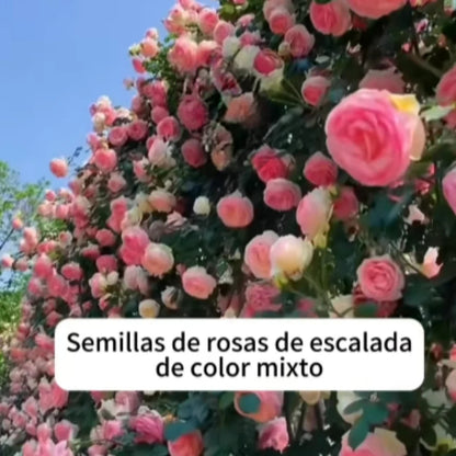 200 SEMILLAS DE ROSAS AROMÁTICAS TREPADORAS + GUIA PASO A PASO PARA CULTIVAR