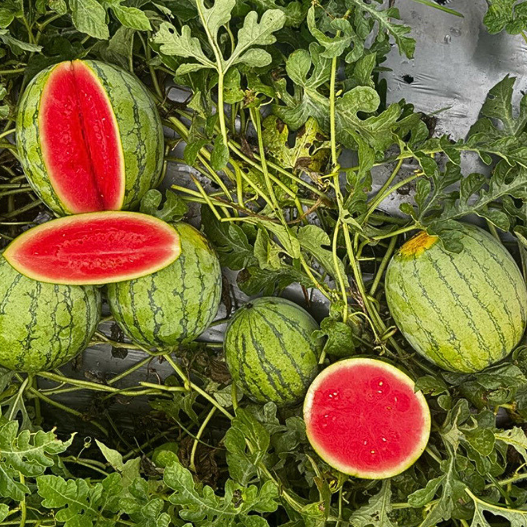 🍉 PACK X 200 SEMILLAS DE SANDIA🌱 + GUIA DEL PASO A PASO PARA CULTIVARLAS 📖