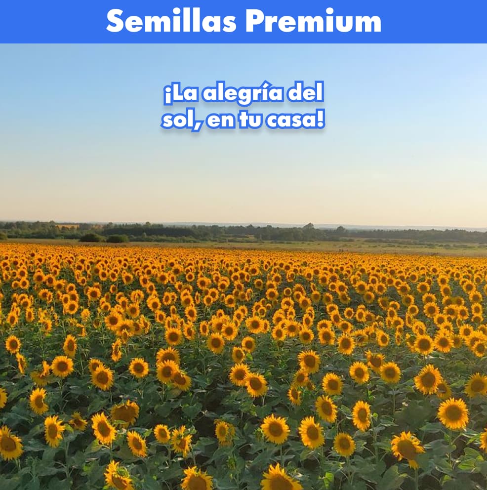 100 SEMILLAS DE GIRASOL + GUIA PASO A PASO PARA CULTIVAR