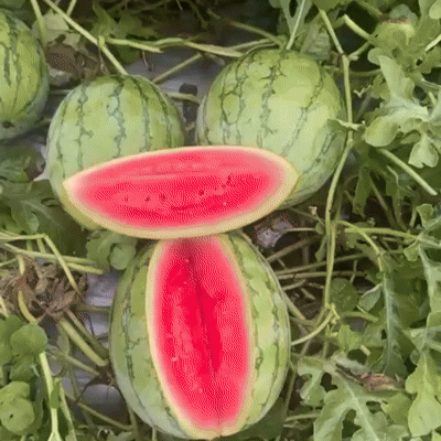 🍉 PACK X 200 SEMILLAS DE SANDIA🌱 + GUIA DEL PASO A PASO PARA CULTIVARLAS 📖