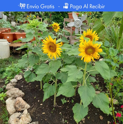 100 SEMILLAS DE GIRASOL + GUIA PASO A PASO PARA CULTIVAR
