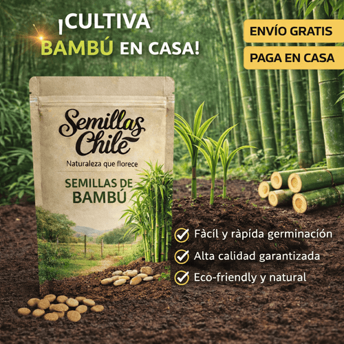 200 Semillas PREMIUM de Cipres de Bambú de la Suerte