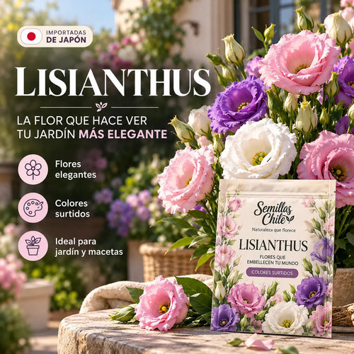 200 Semillas PREMIUM de Flor de Lisianthus