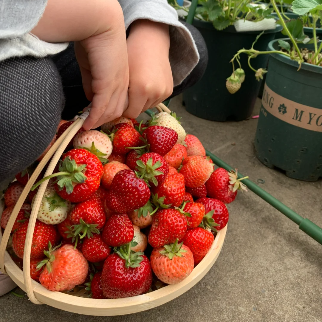 200 SEMILLAS DE FRESAS GIGANTES + GUIA PASO A PASO PARA CULTIVAR