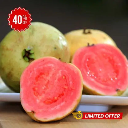 100 SEMILLAS DE TU ARBOL TROPICAL DE GUAYABA ROJA ORGANICA + GUIA PASO A PASO PARA CULTIVAR TIKTOK
