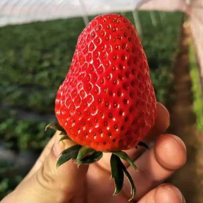 200 SEMILLAS DE FRESAS GIGANTES + GUIA PASO A PASO PARA CULTIVAR