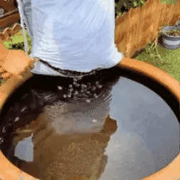 🌳SEMILLAS ASIÁTICAS PREMIUM : FLOR DE LOTO™ + E-BOOK PASO A PASO PARA CULTIVAR