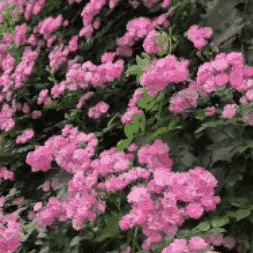 200 SEMILLAS DE ROSAS AROMÁTICAS TREPADORAS + GUIA PASO A PASO PARA CULTIVAR