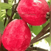 100 SEMILLAS DE TU ARBOL TROPICAL DE GUAYABA ROJA ORGANICA + GUIA PASO A PASO PARA CULTIVAR TIKTOK